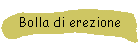 Bolla di erezione